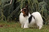 EPAGNEUL PAPILLON 016